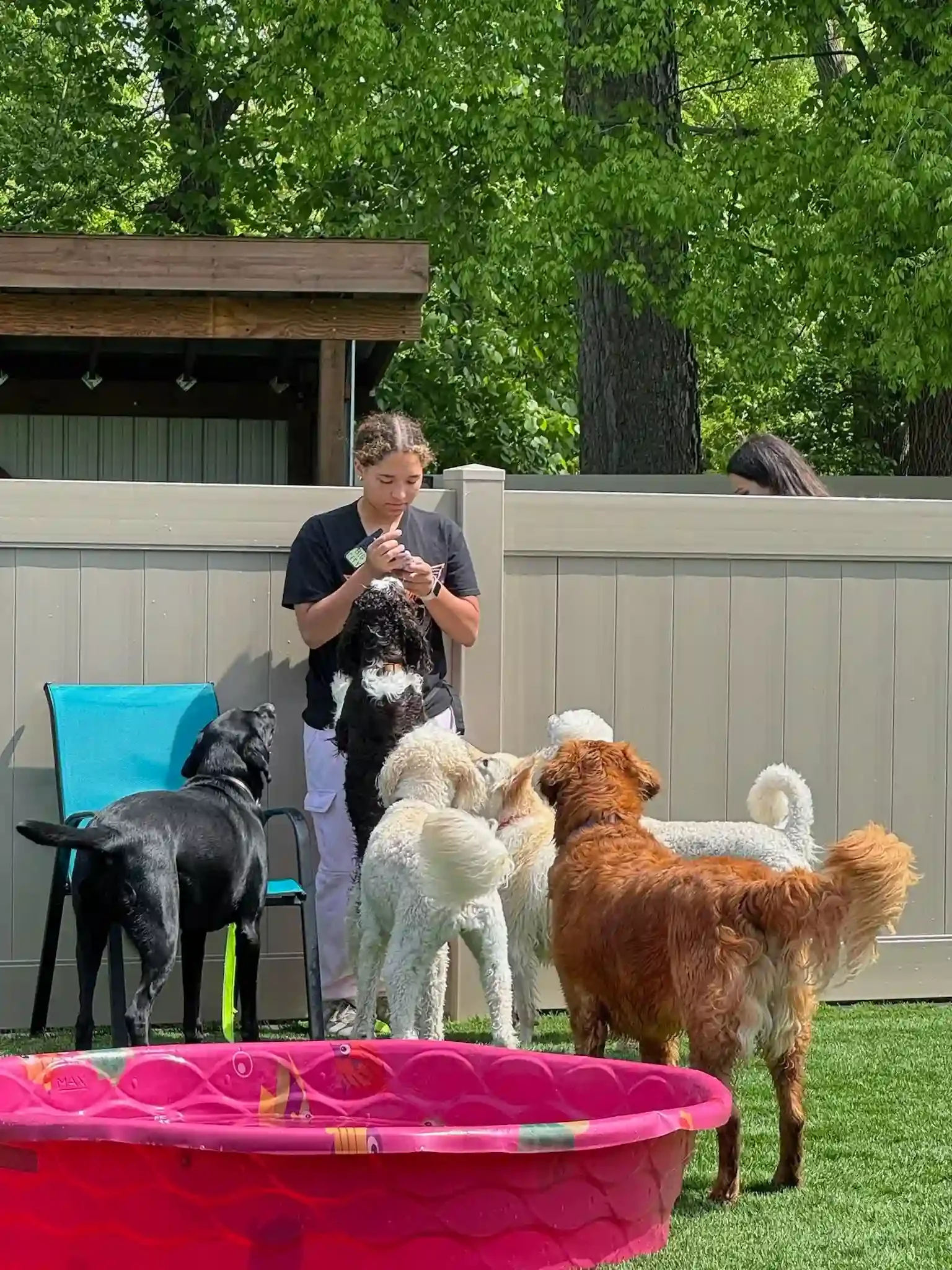 A girl in a black shirt and white pants playing with several dogs of different breeds in a backyard with a pink kiddie pool at Katie’s Kennel in Omaha, NE