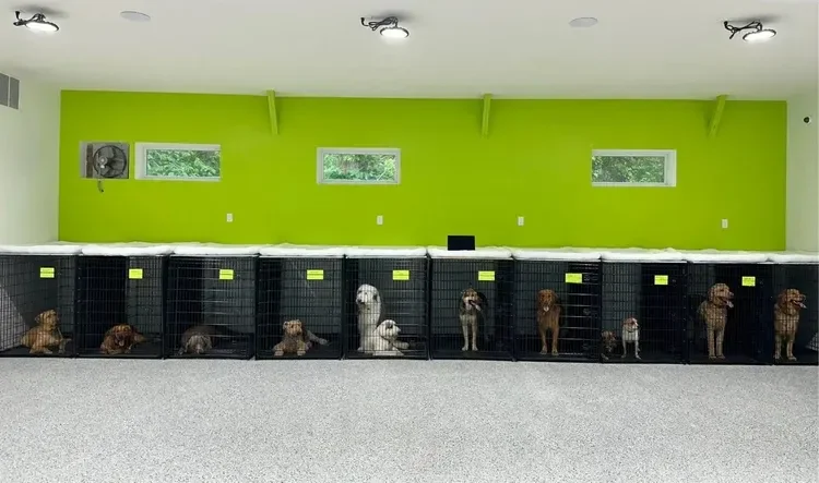A row of dogs in individual kennels inside a room with a bright green wall, three small windows, and a ceiling fan at Katie's Kennel dog boarding facility in Omaha, NE. 
