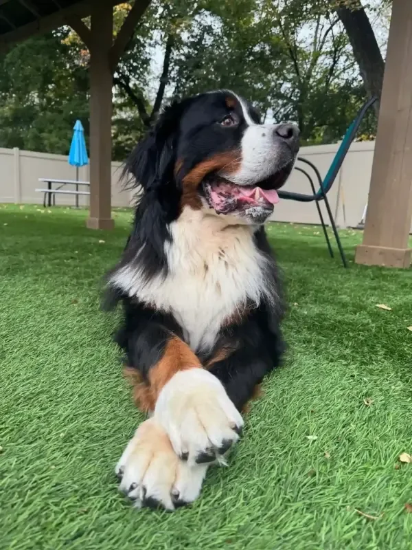 A Bernese Mountain Dog lying down on grass in a backyard of a dog boarding facility in Omaha, NE, with trees, a fence, and outdoor furniture in the background.