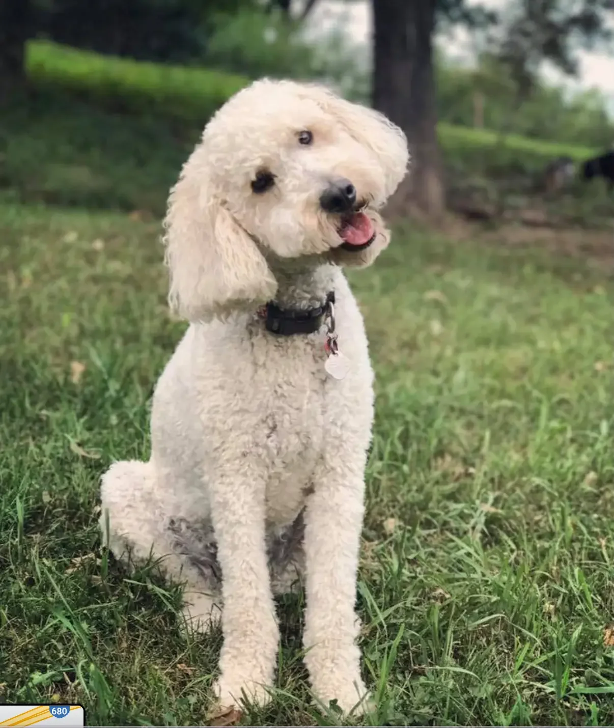 A labradoodle dog tilts head slightly for the camera at a pet boarding facility in Omaha, NE.