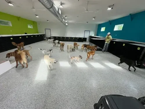 Indoor dog training or daycare facility with multiple dogs of various breeds and sizes, and a woman trainer or caretaker standing near the wall of a dog boarding facility in Omaha, NE. 