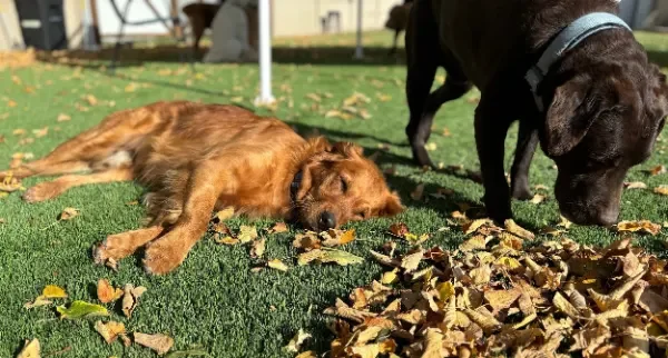 Two dogs, one golden retriever lying on its side with eyes closed on green grass surrounded by fallen leaves at Katie's Kennel in Omaha, NE, and one chocolate Labrador standing nearby sniffing the leaves, in a backyard on a sunny day.