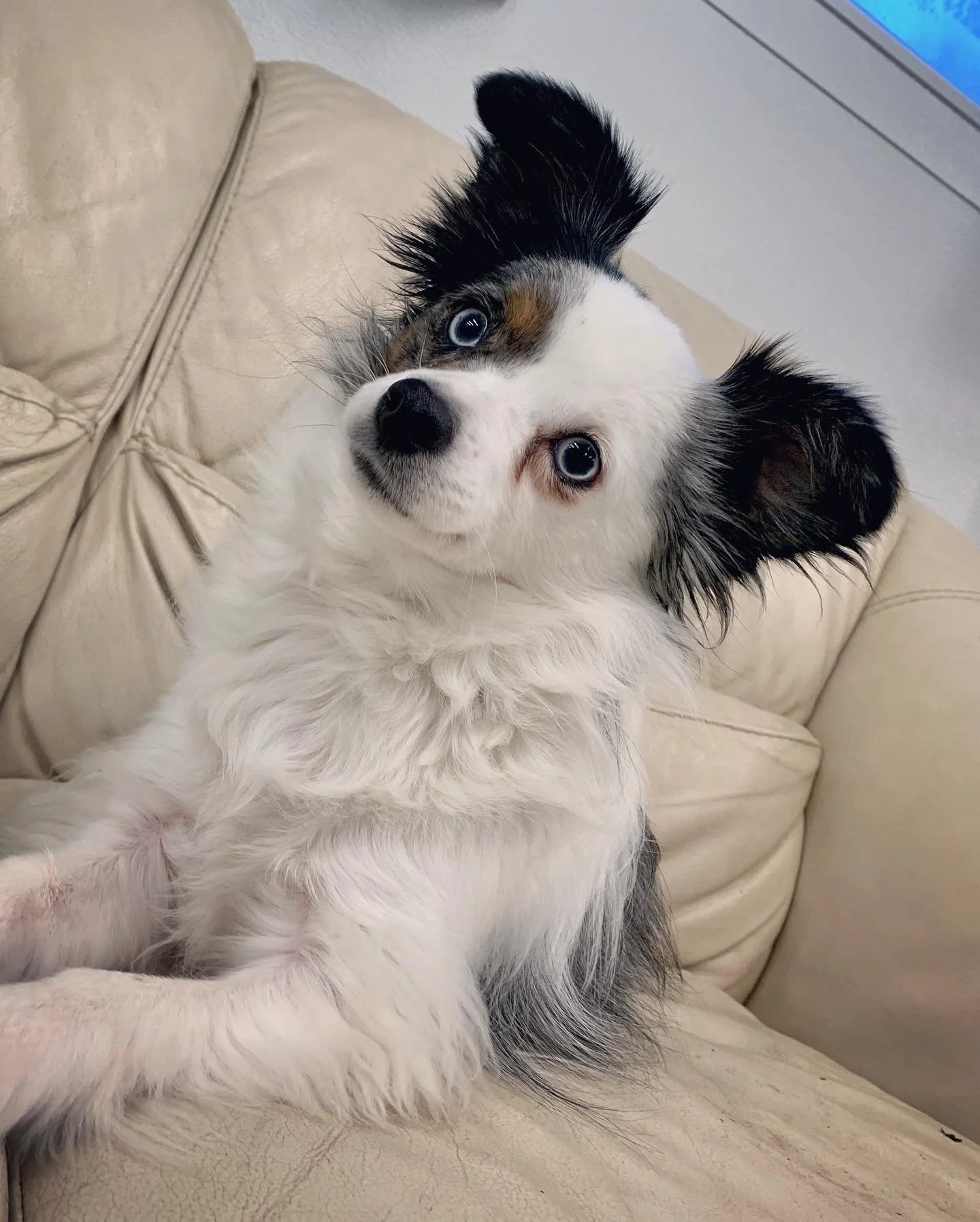 A white, fluffy puppy with black and brown markings and blue eyes sitting on a beige couch at a dog boarding facility in Omaha, NE
