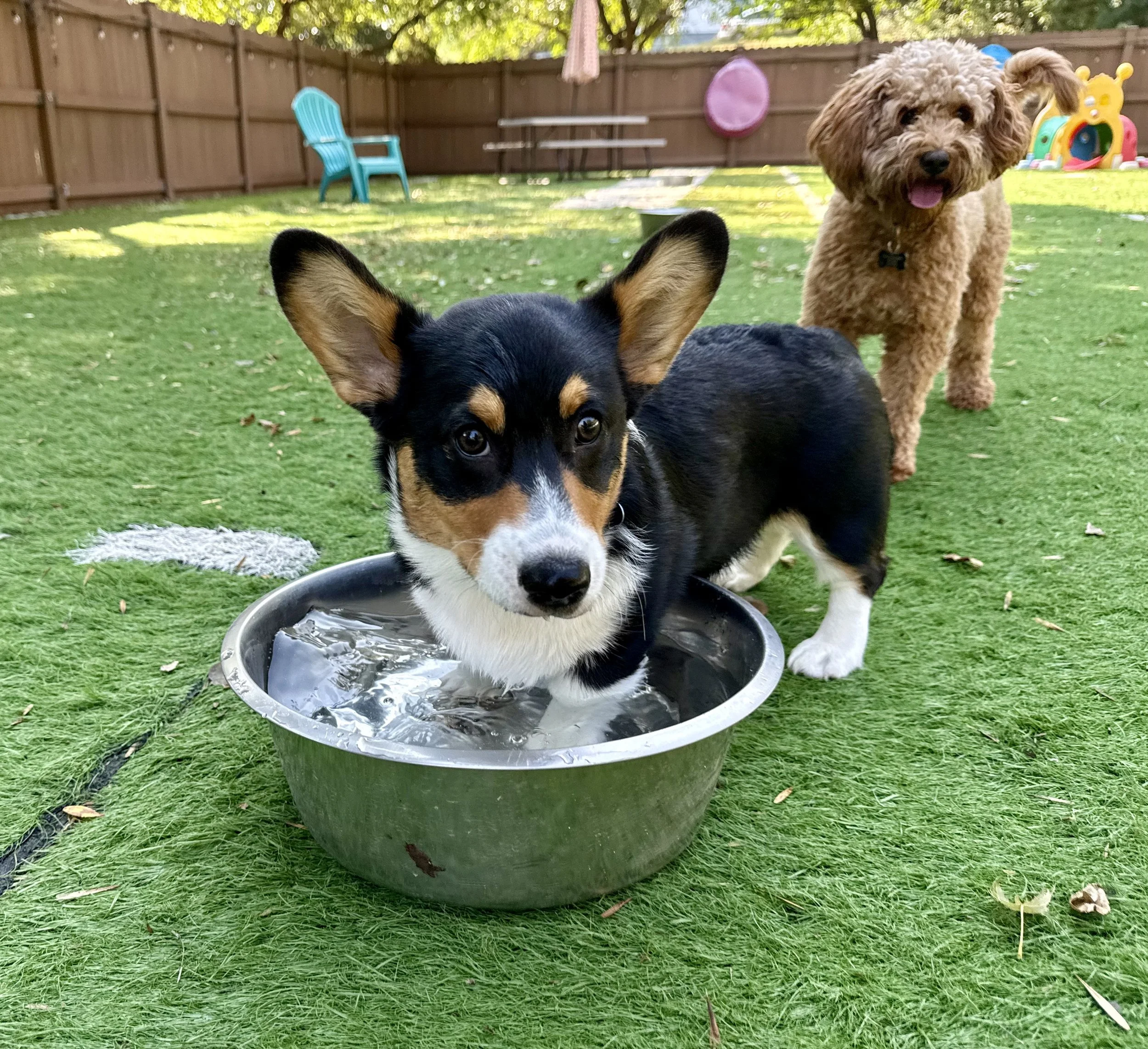 A black, white, and tan puppy standing in a metal bowl filled with water in a backyard with green grass, with a light brown curly-haired dog behind it at a dog boarding facility in Omaha, NE