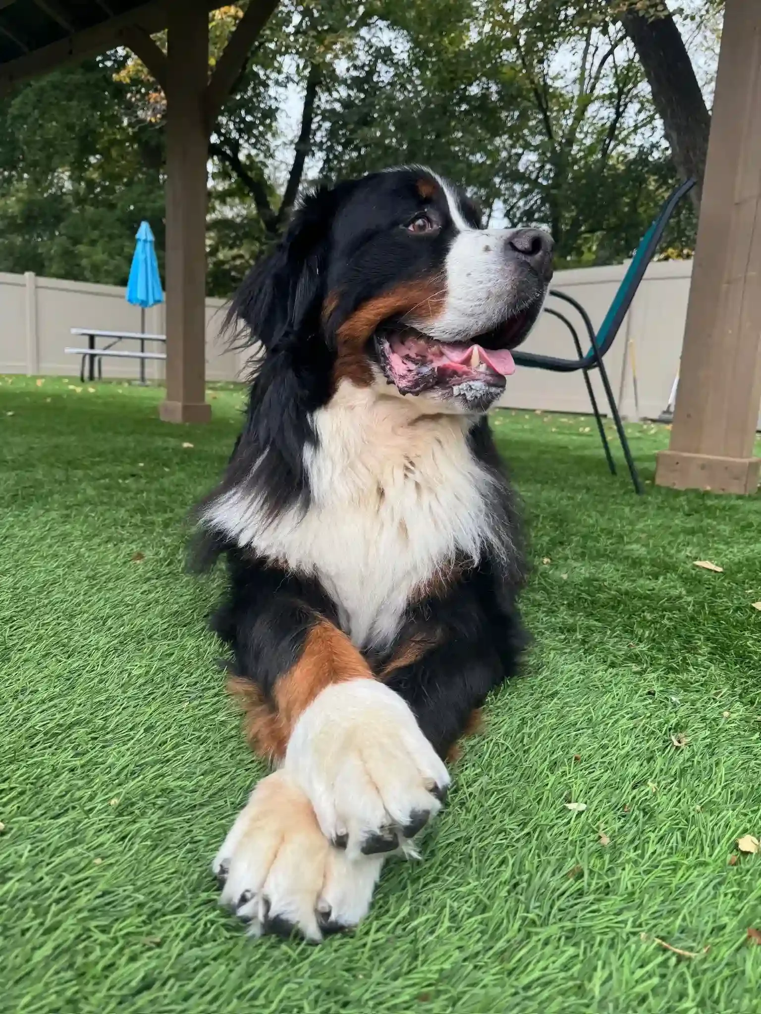 A large black, brown, and white dog looks off to the side with tongue slightly falling out of its mouth and has front legs crossed at an Omaha dog boarding facility.