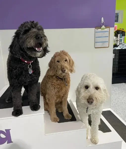 Three dogs sitting on a podium in an indoor setting, with a purple and green wall in the background of a dog boarding facility in Omaha, NE.
