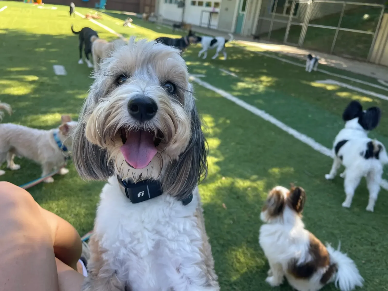 Small Dog & Senior Dog Boarding in Omaha, NE | Tiny Town
