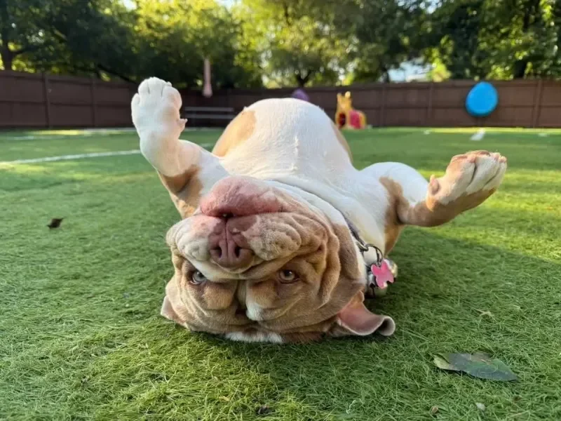 A bulldog lying on its back on a grassy yard at Katie's Kennel Dog Boarding in Omaha, NE, looking at the camera with a funny face, with trees and balloons in the background.