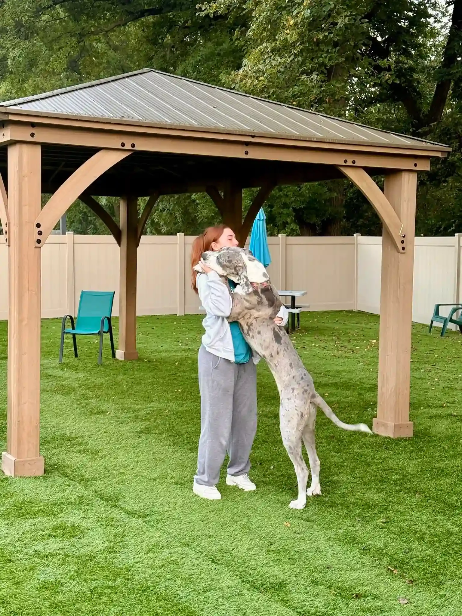 A woman hugging a large Great Dane dog in a backyard with a wooden gazebo, green grass, and a white fence at Katie’s Kennel in Omaha, NE