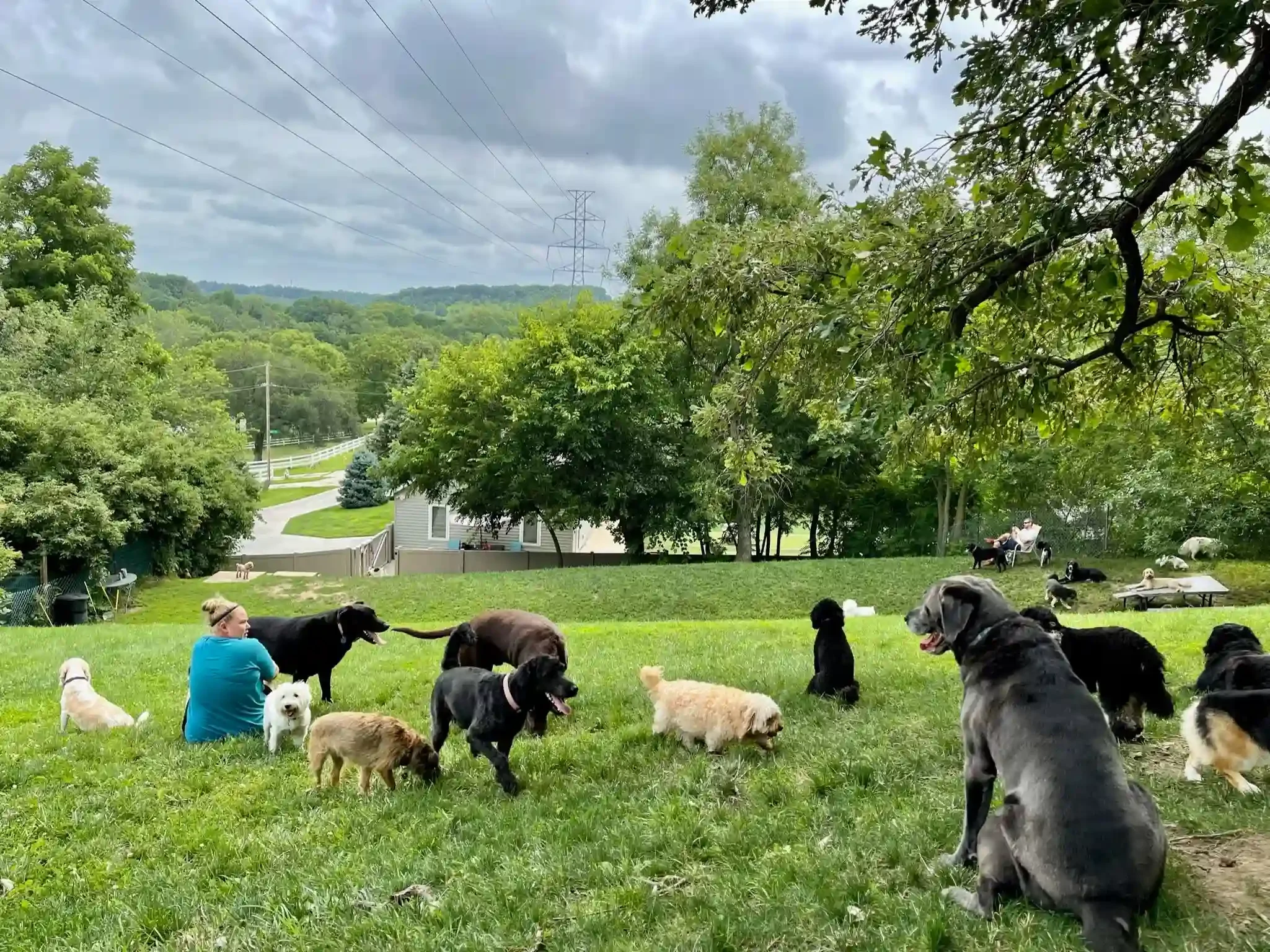 Multiple dogs gathered on a grassy yard with a woman sitting among them at dog boarding in Omaha.
