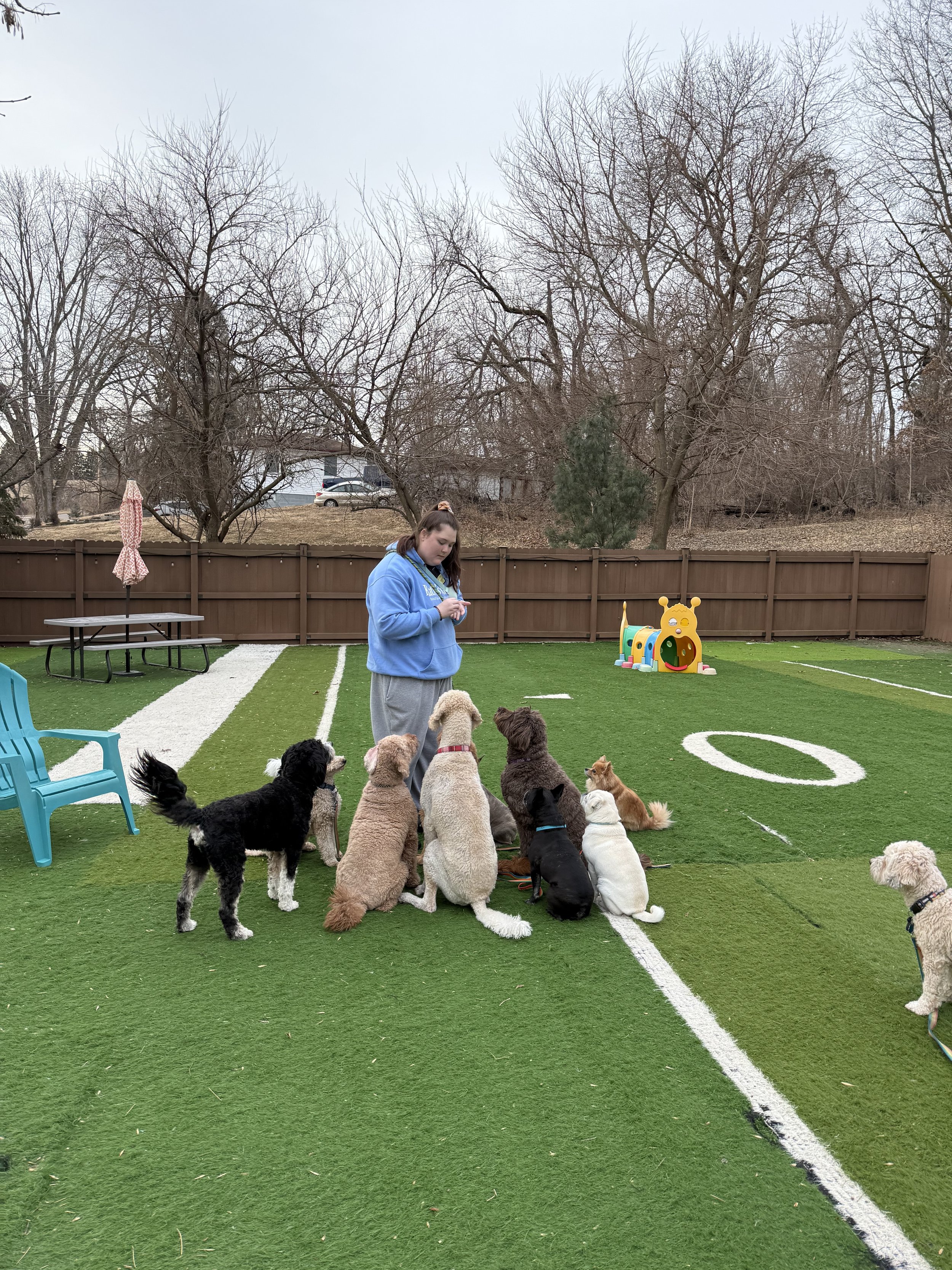 A girl in a blue hoodie and gray sweatpants training a group of eight dogs on an artificial turf field at Katie’s Kennel in Omaha, NE
