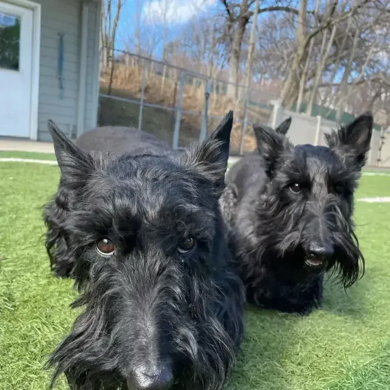 Two black Scottish Terriers lying side by side on green grass in a fenced backyard at an Omaha dog boarding yard.