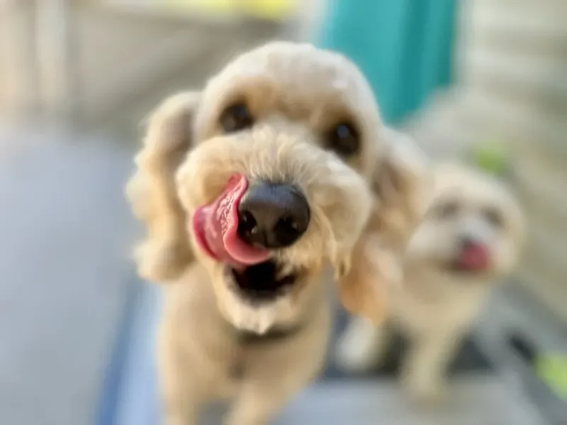A close-up of a cute, fluffy dog with light-colored fur, licking its nose, with another similar dog in the background at a dog boarding facility in Omaha, NE.