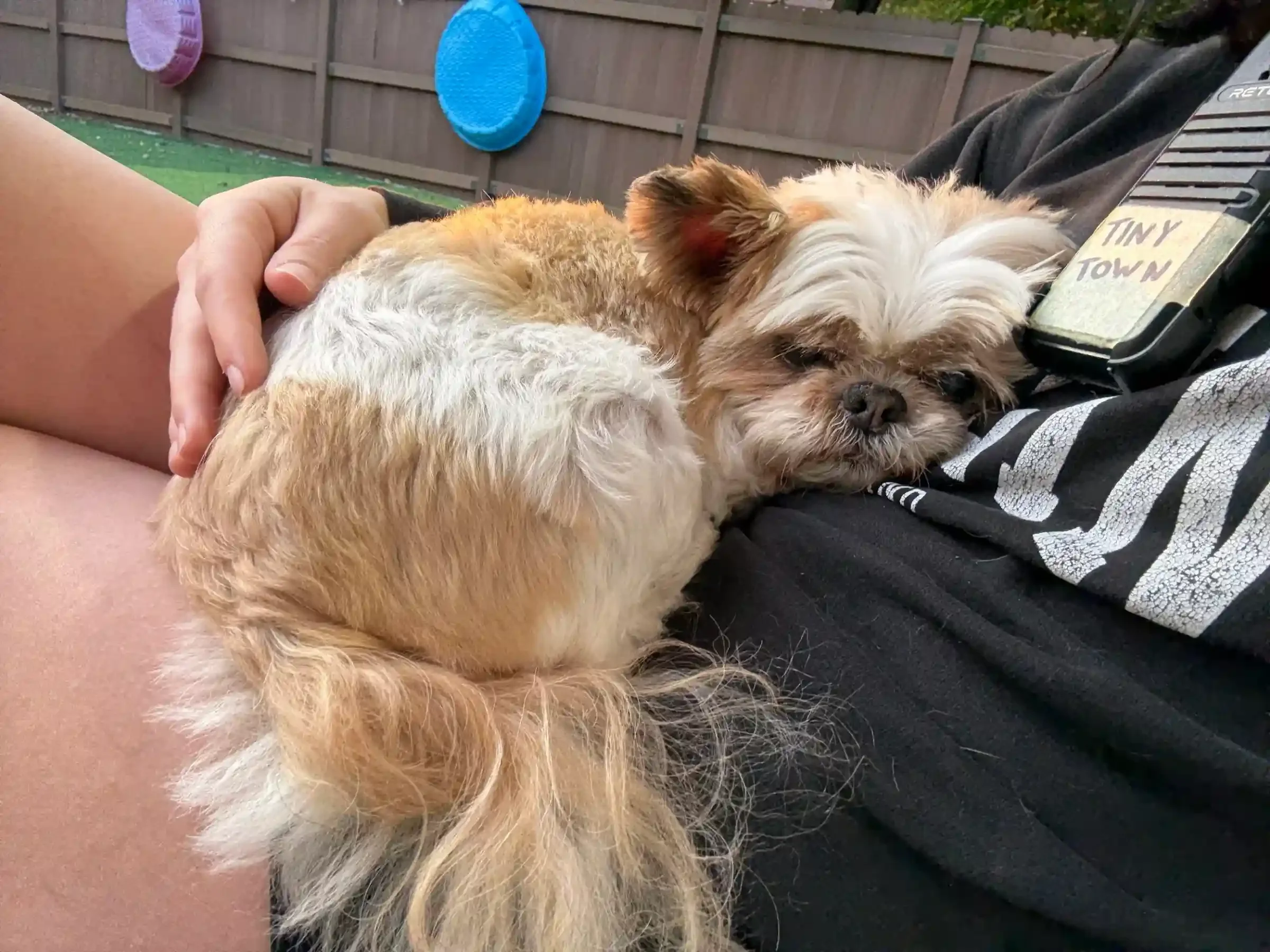 A small dog with white and light brown fur sleeping on a person's lap outdoors next to a wooden fence at a dog boarding facility in Omaha, NE