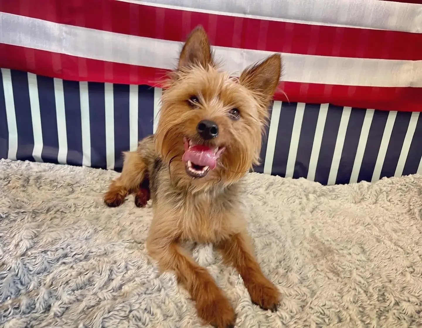 A small light-brown dog with pointy ears lying on a beige blanket in front of an American flag backdrop inside an Omaha dog boarding space.