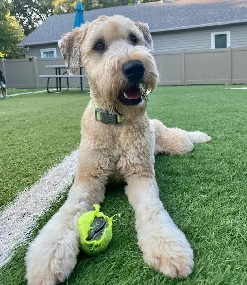 A happy, fluffy light-colored dog lying on a lush green lawn with a tennis ball in front of its paws at a dog boarding location in Omaha, with a fence, house, and outdoor furniture in the background.