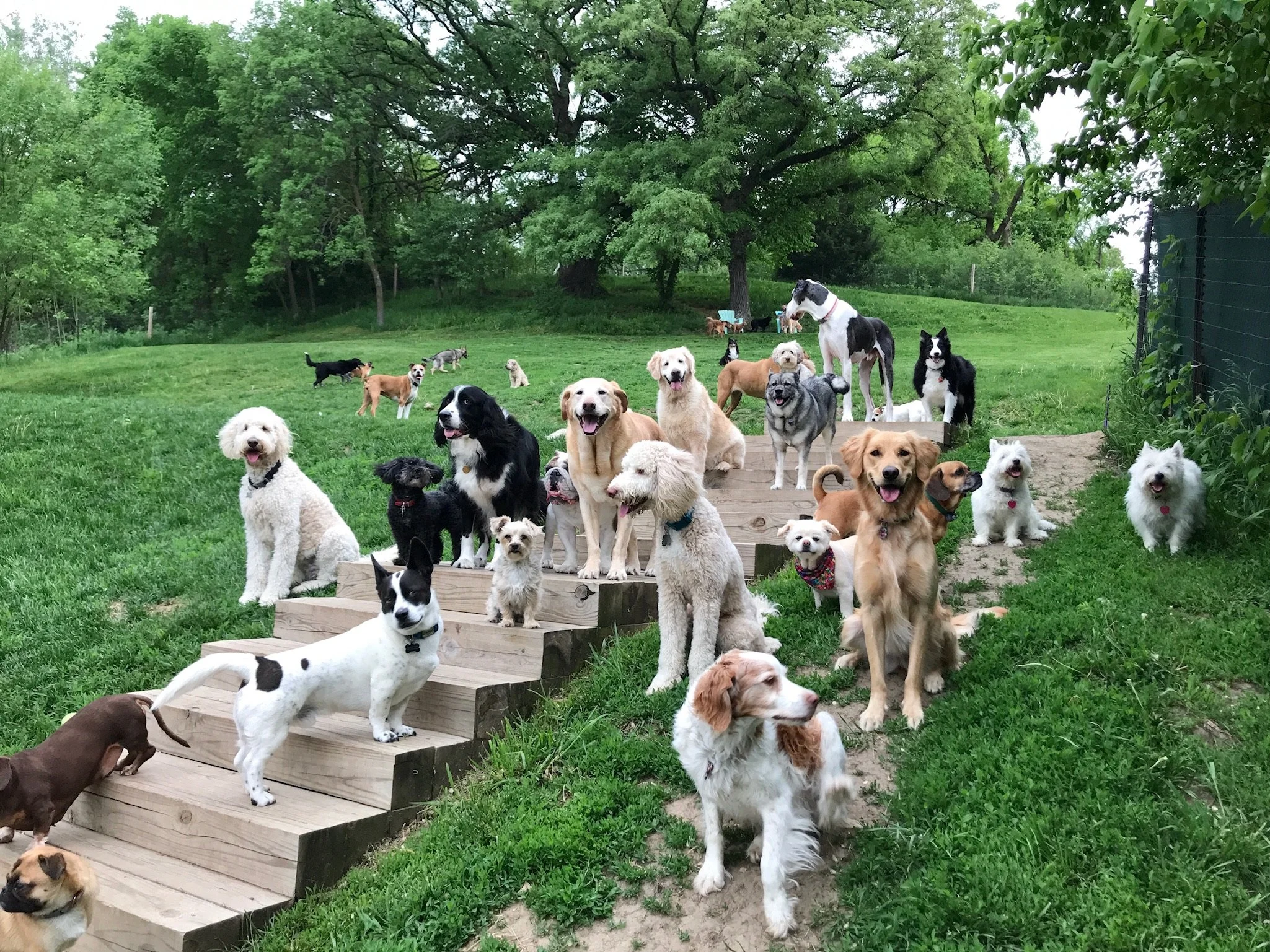 NEW CLIENTS — Katie's KennelBoutique Dog Boarding