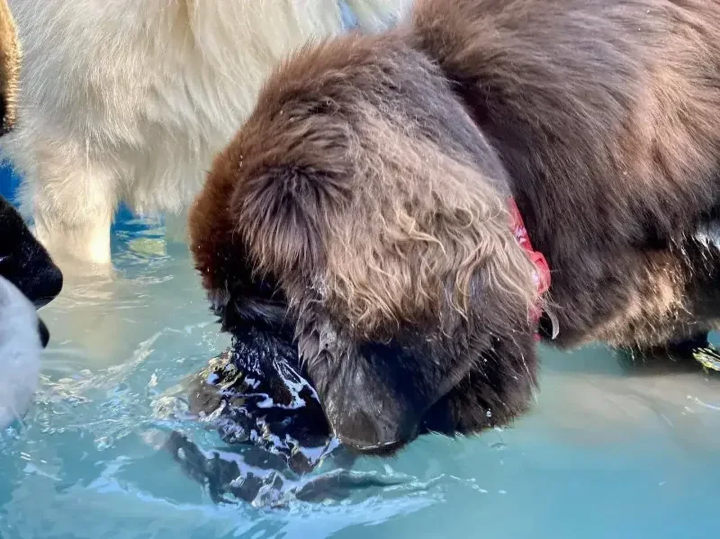 Two large fluffy dogs playing together in shallow water during supervised splash time at a dog boarding facility in Omaha.