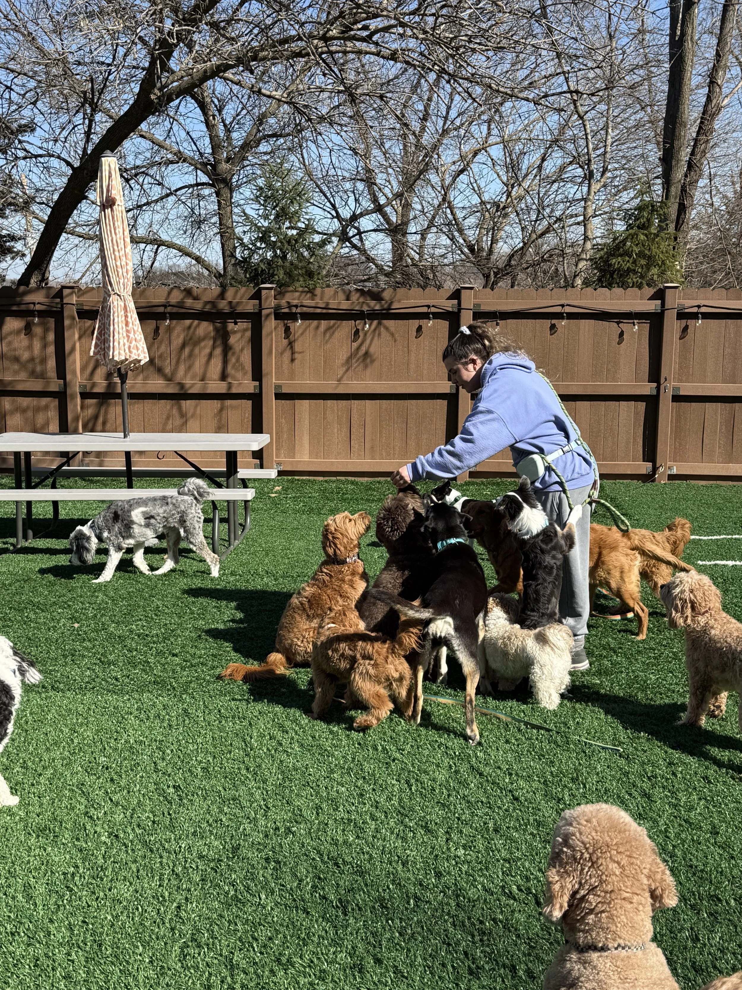 A person in a light blue hoodie and gray pants surrounded by multiple dogs on artificial grass in a fenced backyard at a dog boarding facility in Omaha, NE