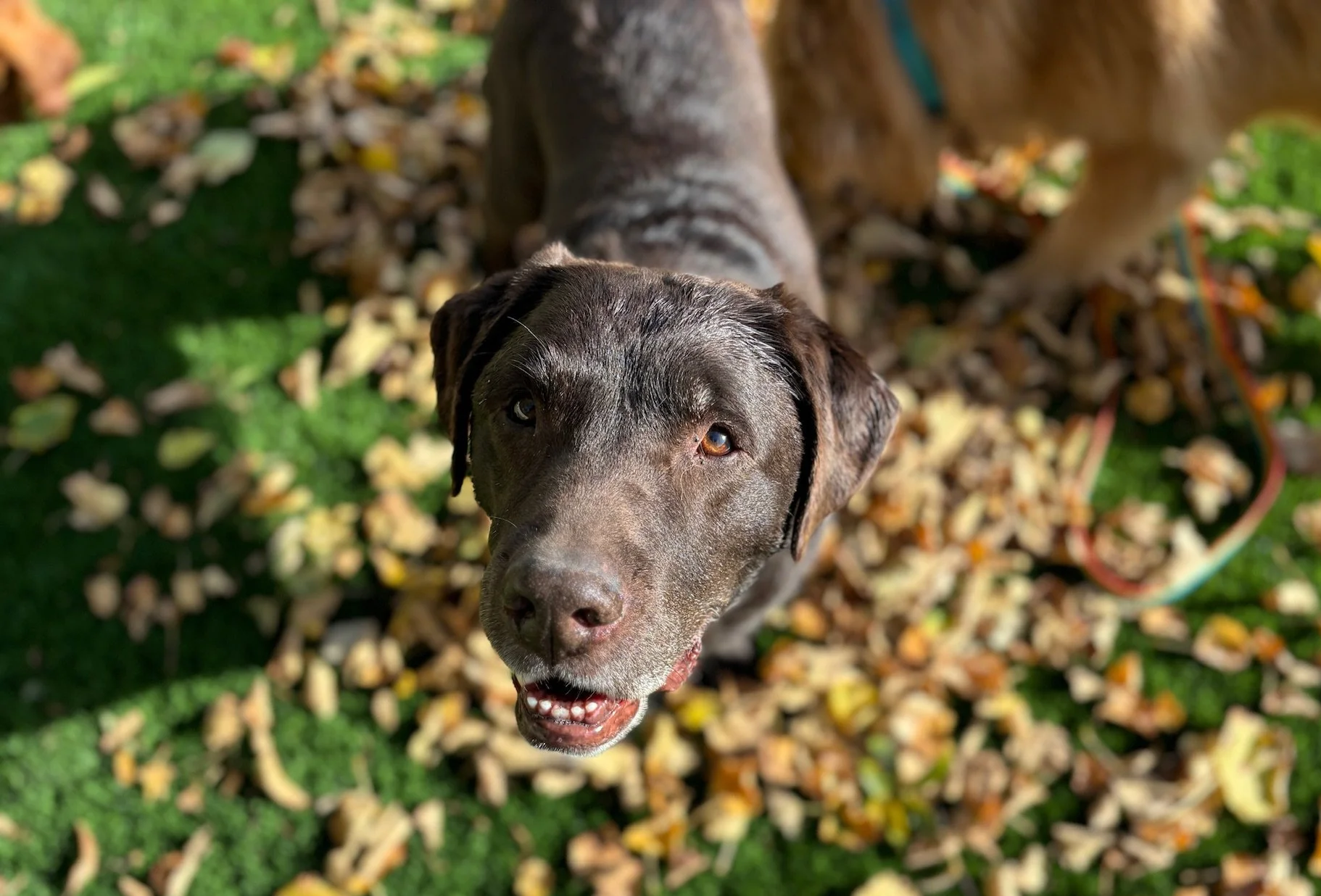 A brown dog looking up at the camera, surrounded by fallen leaves on green grass at a dog boarding facility in Omaha, NE