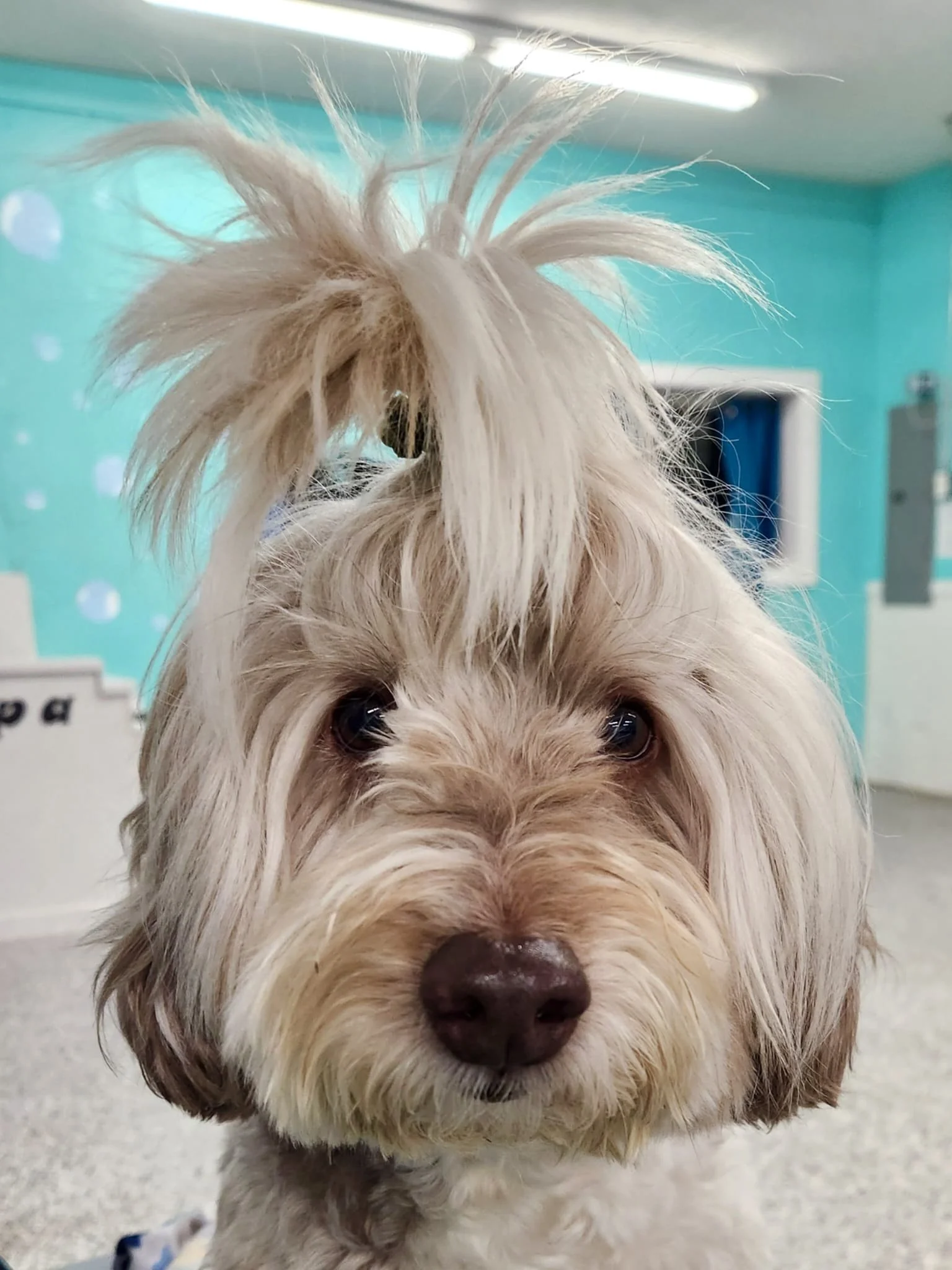 Close-up of a light-colored, fluffy dog with a messy fur hairstyle and dark eyes, indoors with a bright blue wall in the background at Katie’s Kennel in Omaha, NE