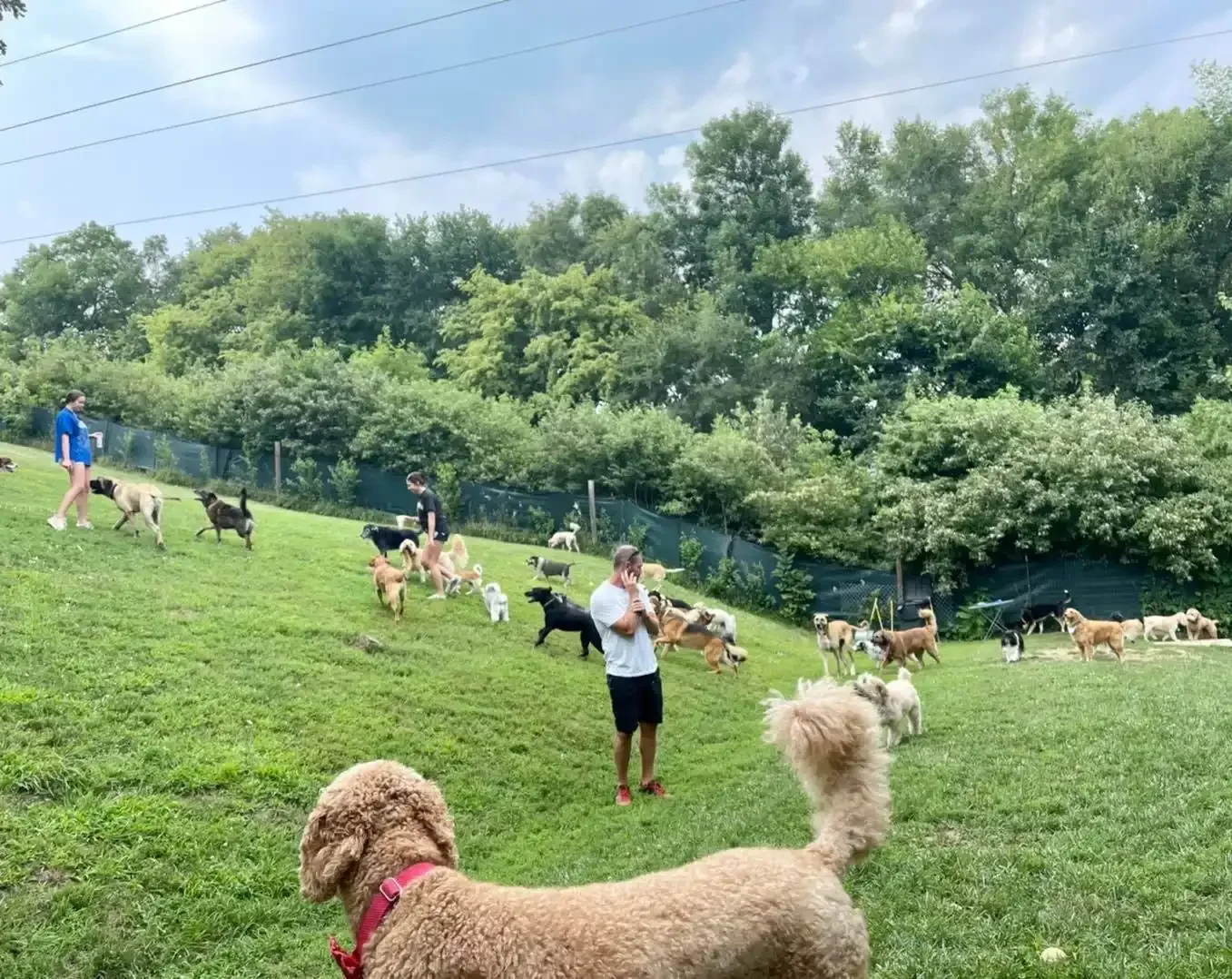 Dogs playing and running together in a grassy outdoor yard at an Omaha dog boarding and daycare facility.