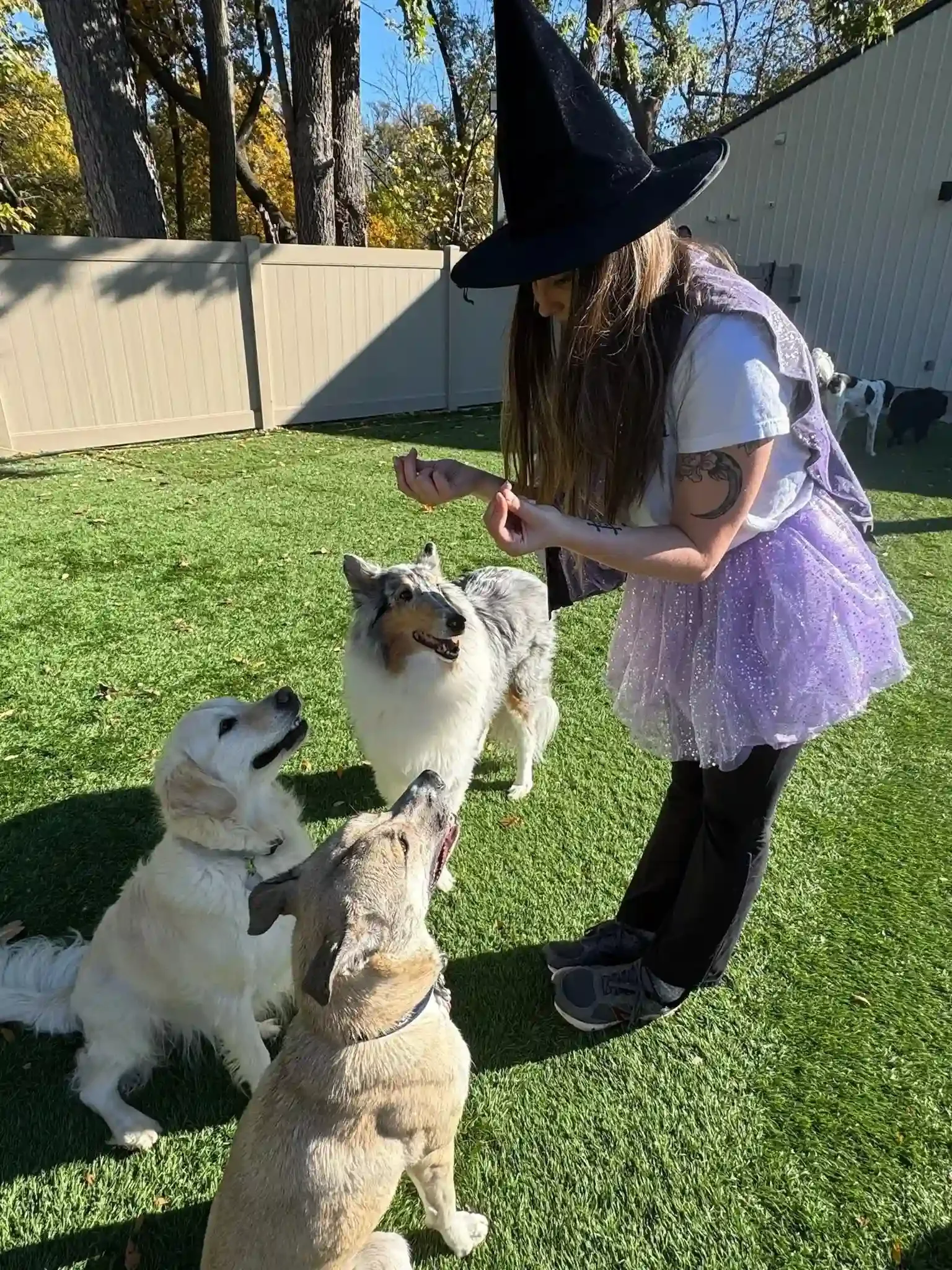 A young woman dressed as a witch wearing a black pointy hat and purple skirt, standing on grass with four dogs looking at her at Katie’s Kennel in Omaha, NE