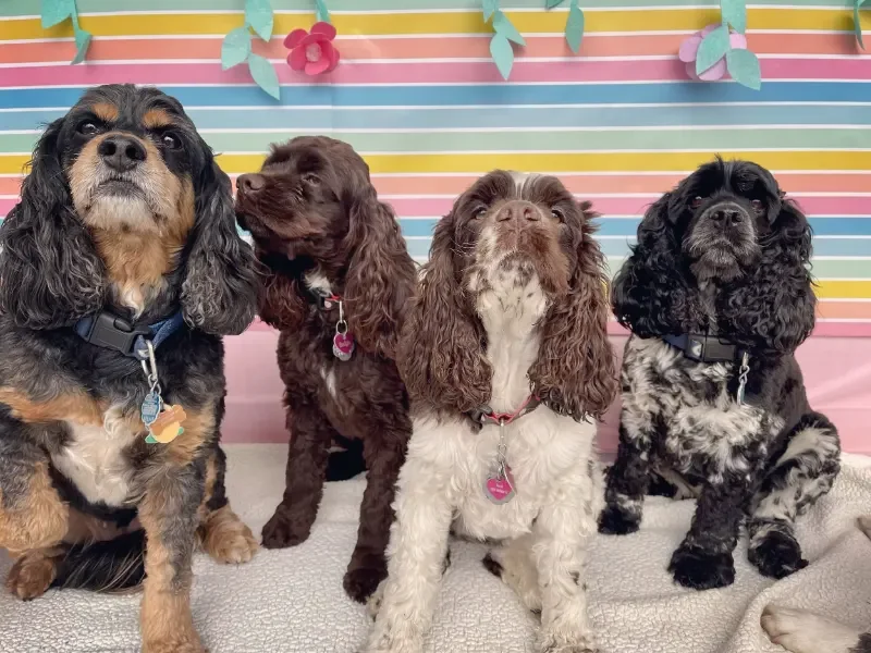 Four dogs sitting in front of a colorful striped background at Katie's Kennel in Omaha, NE with paper flowers, all looking up, with collars and tags.
