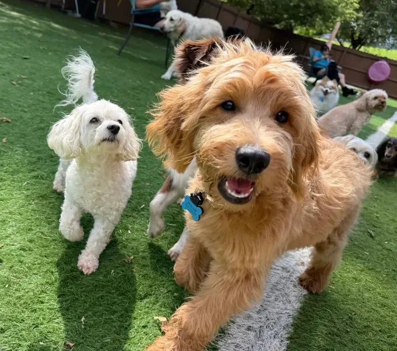 Several dogs playing in a grassy backyard, with a wooden fence and a few people in the background of a dog boarding facility in Omaha, NE.