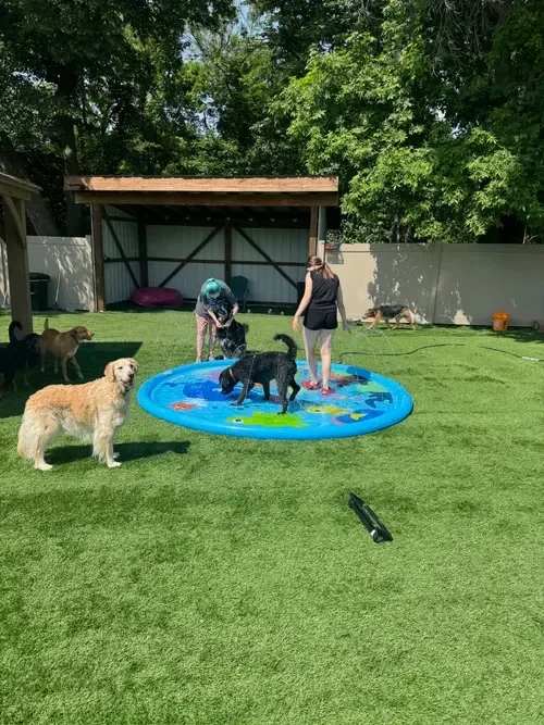 People and dogs playing in a small inflatable pool in a backyard on a sunny day at Katie’s Kennel in Omaha, NE