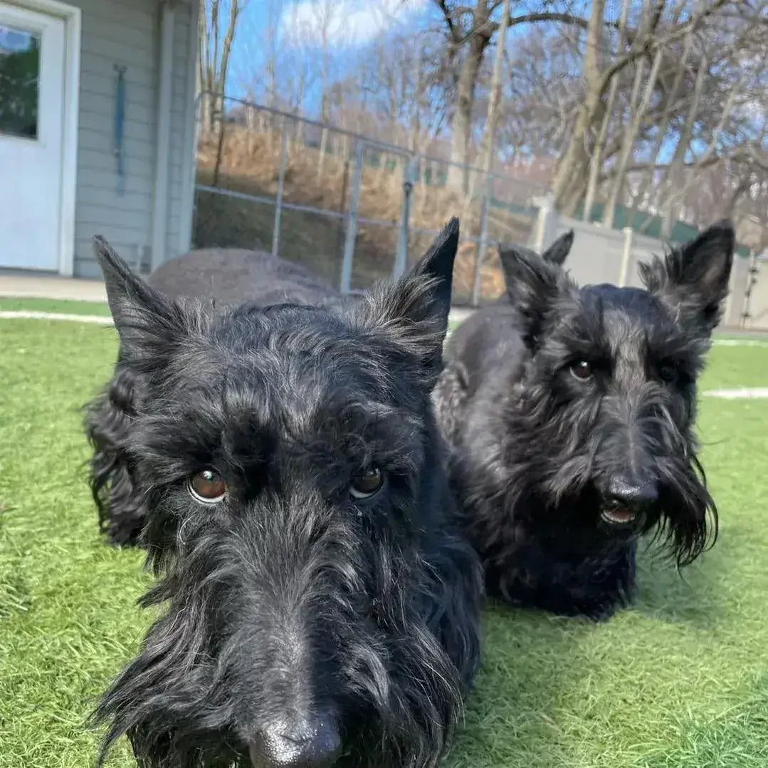 Two black Scottish Terriers lying side by side on green grass in a fenced backyard at an Omaha dog boarding yard.
