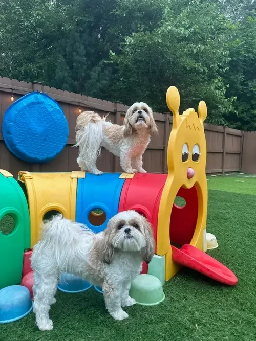 Two small dogs with fluffy coats playing outdoors on a colorful plastic tunnel with a face design. One dog is standing on top of the tunnel, while the other is standing in front of it. Background features a wooden fence and green trees in Omaha, NE.