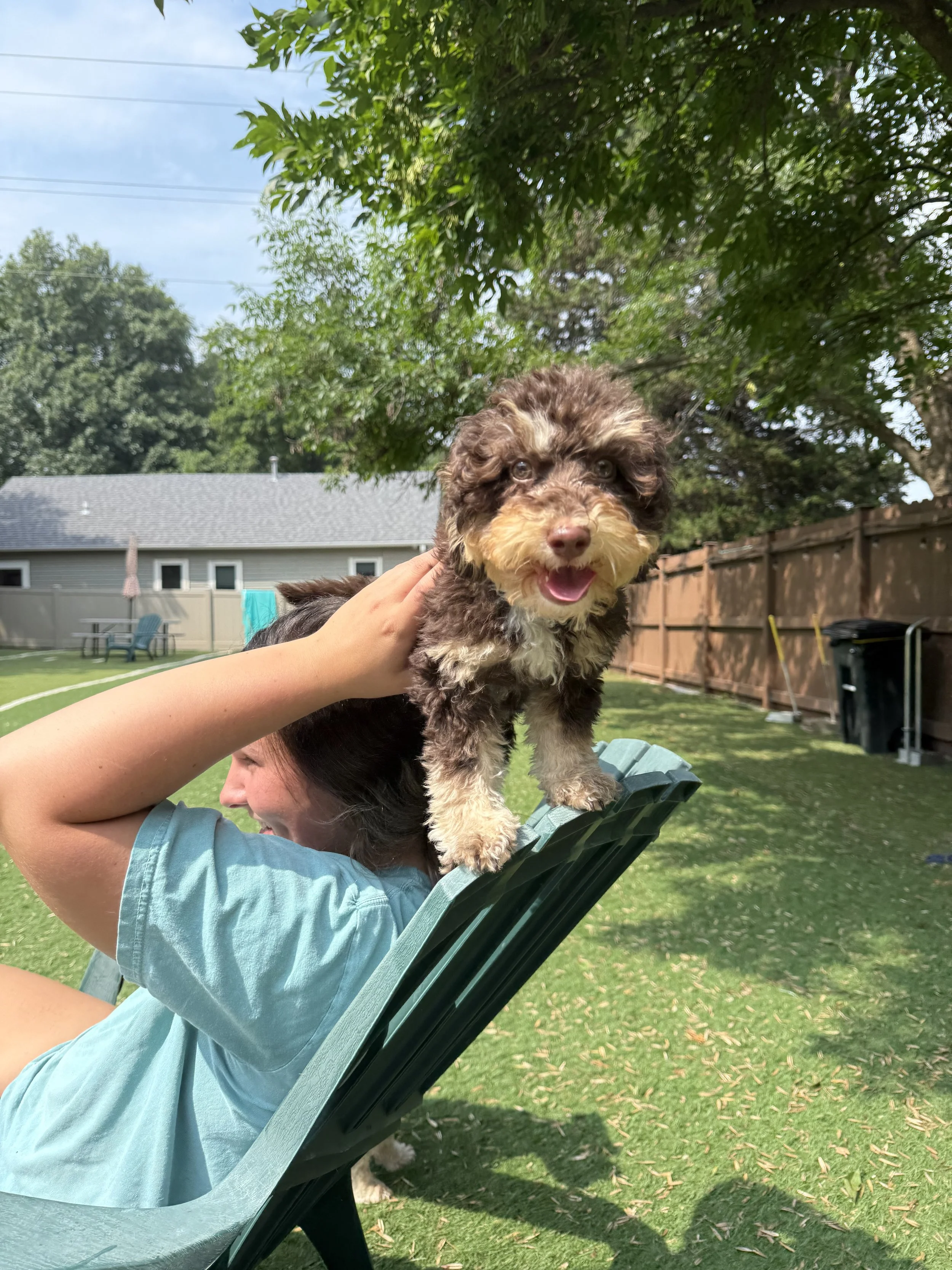 A woman relaxing on a lounge chair outdoors with a small puppy balanced on her head in a backyard setting at Katie’s Kennel in Omaha, NE