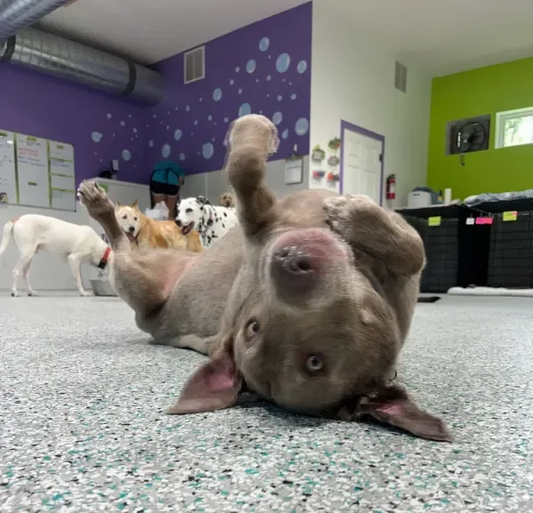 A playful brown puppy lying on its back on a speckled carpet, looking at the camera, with other dogs and a person in the background of a dog boarding facility in Omaha, NE inside a brightly colored room.