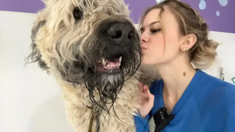 A woman in blue scrubs kissing a large fluffy dog on the head in a pet care setting at a dog boarding facility in Omaha.