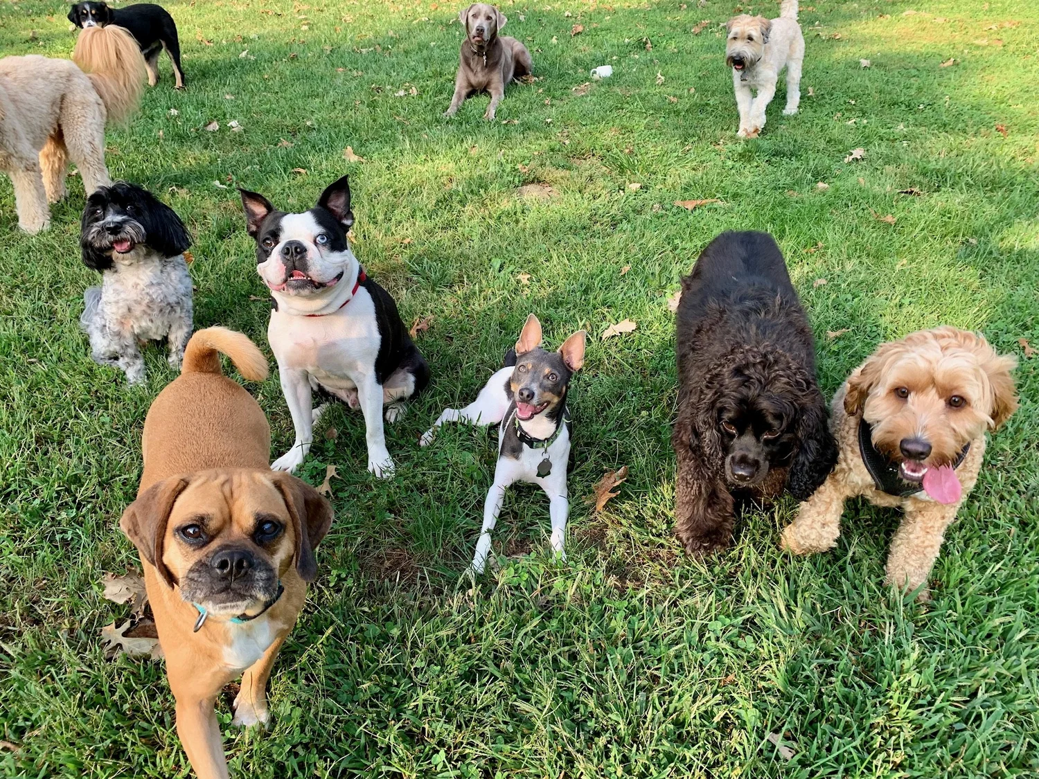 Checklists — Katie's KennelBoutique Dog Boarding