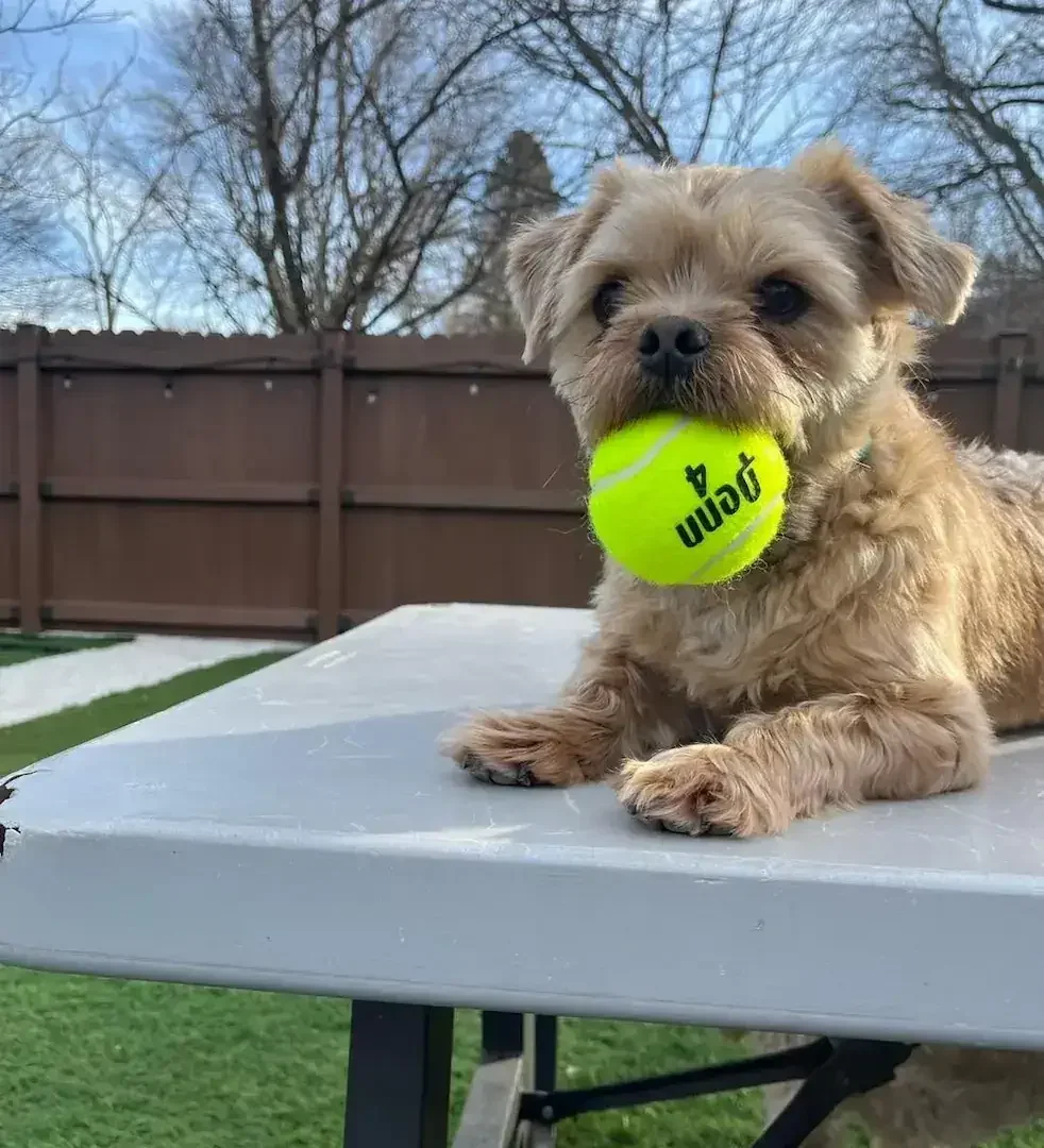 A small tan dog with curly fur and dark eyes sitting on a gray table at an Omaha dog boarding yard, holding a bright yellow tennis ball in its mouth, with a wooden fence and leafless trees behind.