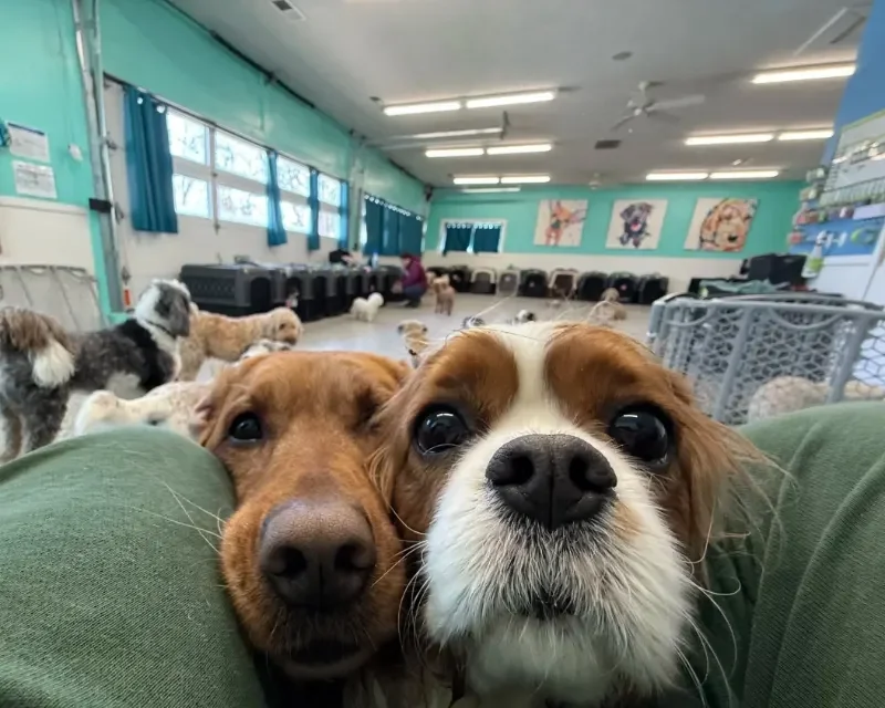 Two dogs resting their heads on a person's legs in a dog daycare or shelter with many other dogs in the background at a dog boarding facility in Omaha, NE.