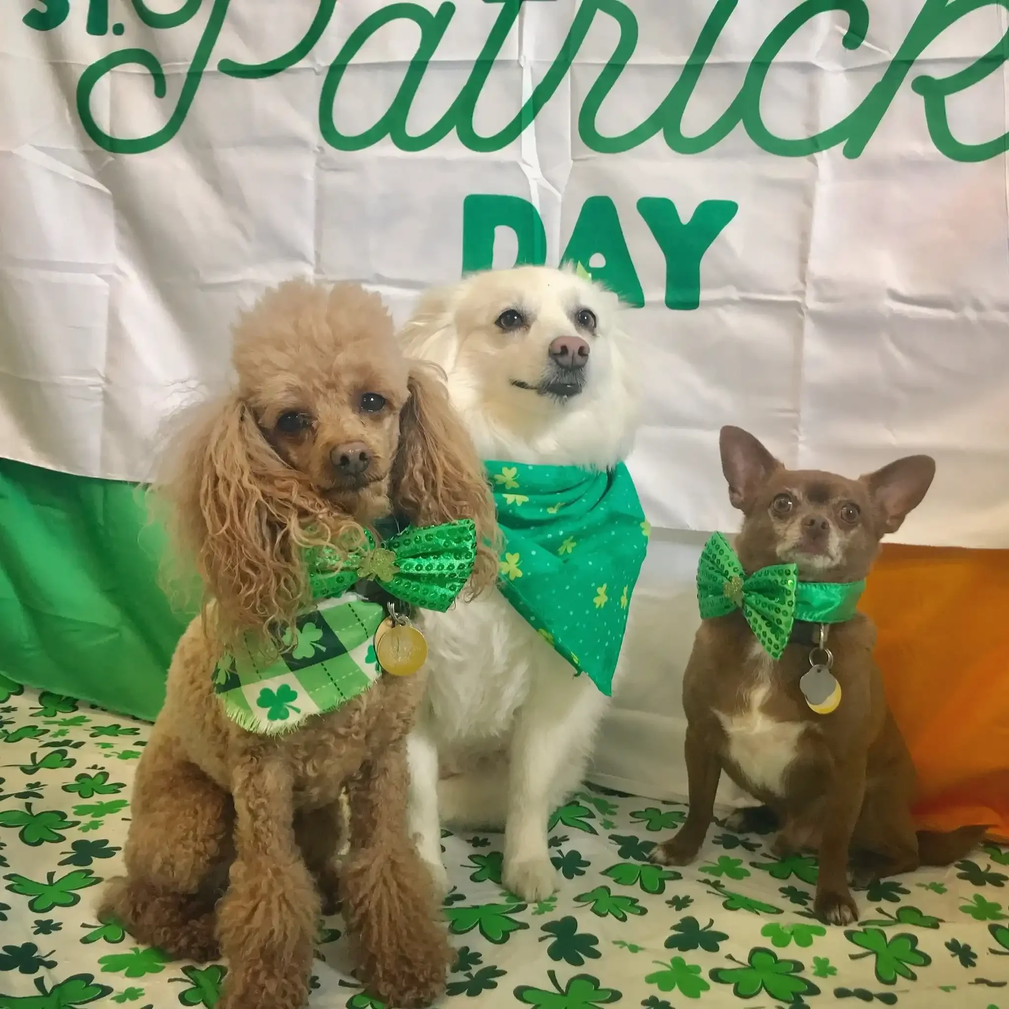 Three dogs wearing green bows and bandanas celebrating St. Patrick’s Day in front of a festive shamrock backdrop at an Omaha dog boarding center.