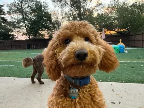 Close-up of a small curly-haired dog with a blue collar and tags, standing on a patio with a backyard in the background. The background shows a grassy play area with toys and a sunset sky in Omaha, NE. 