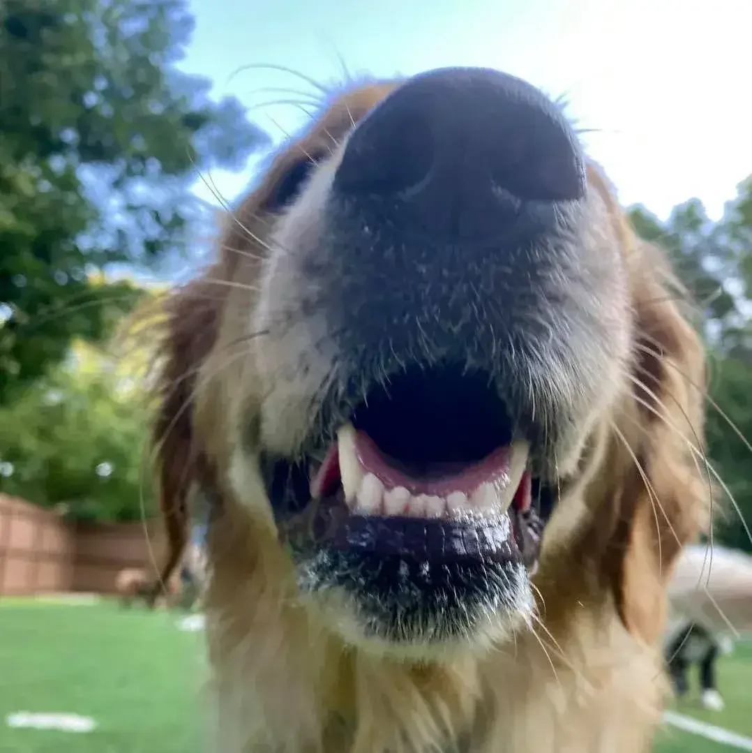 Close-up of a golden retriever’s face with its mouth open and tongue visible outdoors at an Omaha dog boarding facility.