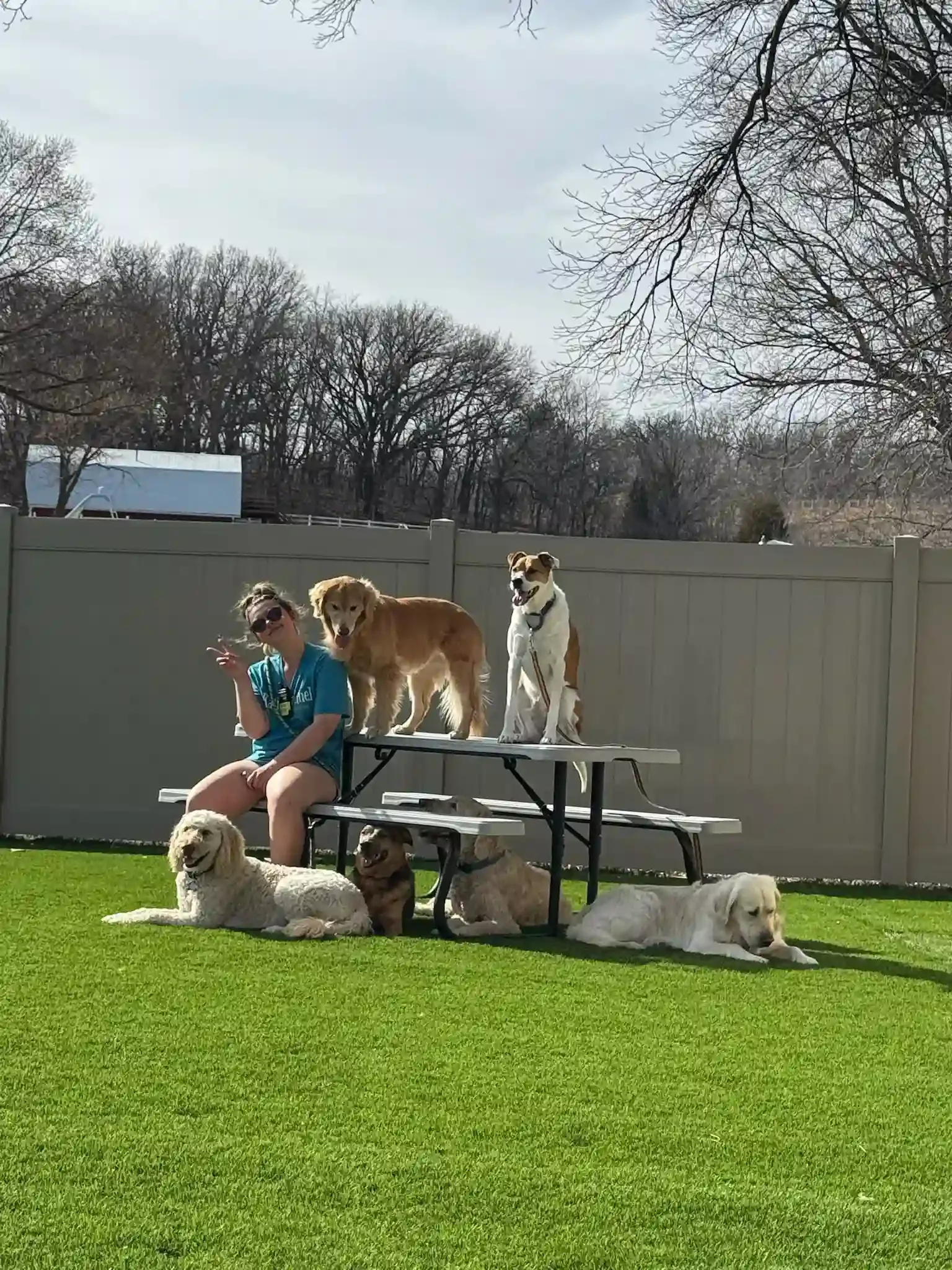 A person sitting on a picnic table with six dogs in a backyard with a gray fence and trees at Katie’s Kennel in Omaha, NE