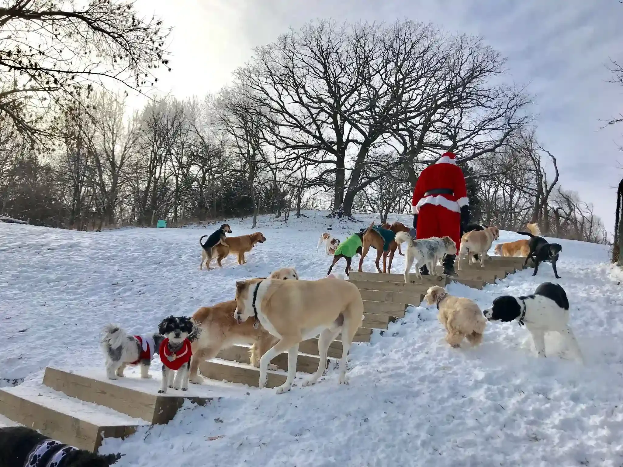 A person dressed as Santa Claus walking up snowy steps in a park surrounded by numerous dogs wearing holiday sweaters during a festive dog boarding event in Omaha.