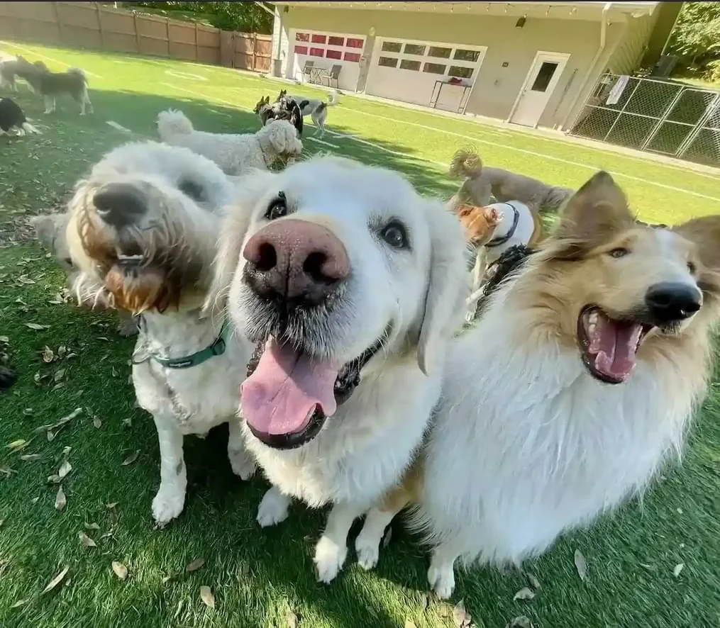 A group of dogs playing together on a grassy backyard lawn, including a close-up of a smiling golden retriever, at dog boarding in Omaha.