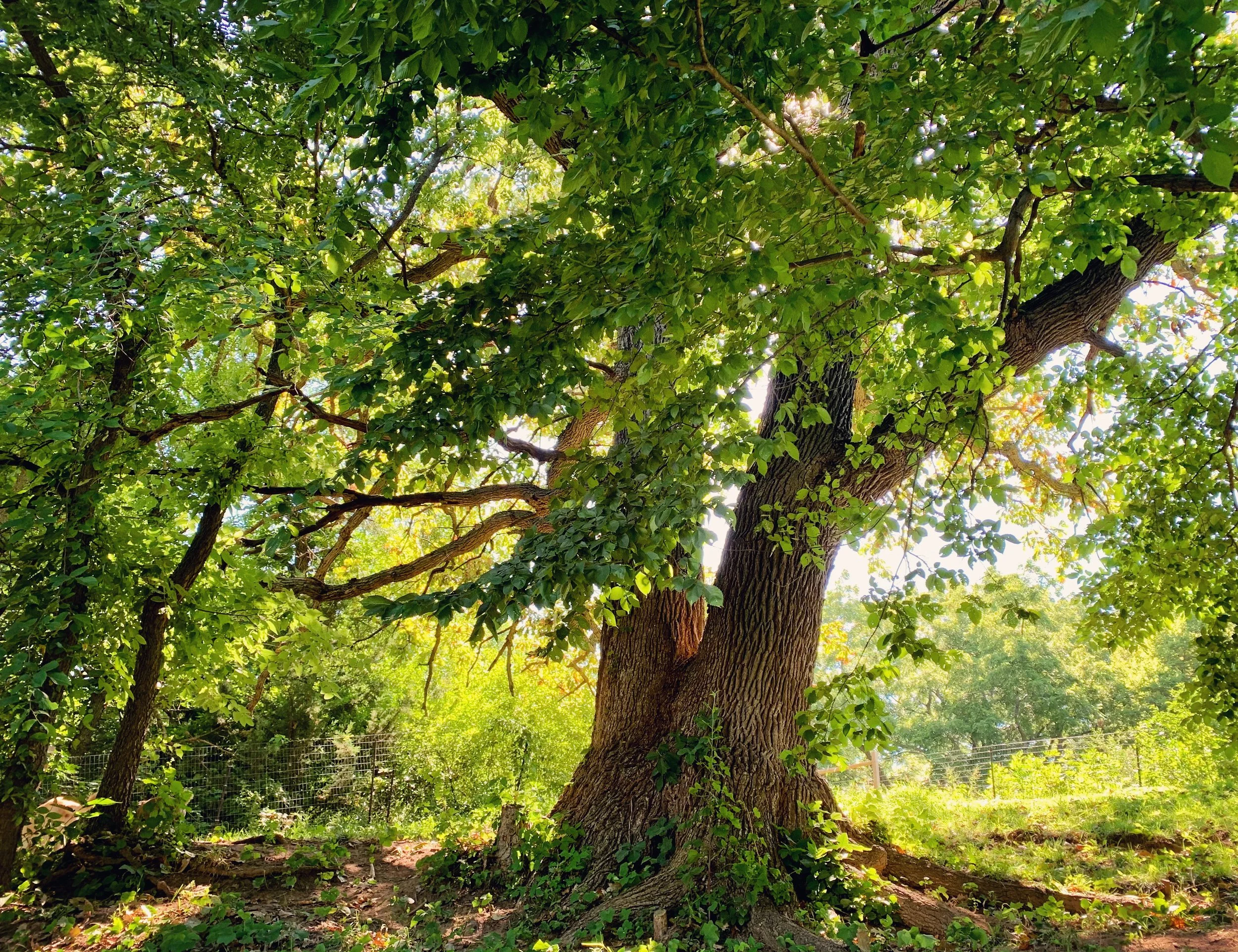 A large mature tree with a thick trunk and sprawling branches covered with green leaves, basking in sunlight on a bright day near Katie’s Kennel in Omaha, NE