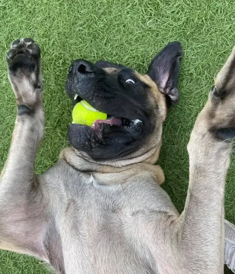 A playful dog lying on its back on green grass at an Omaha dog boarding facility, holding a yellow tennis ball in its mouth with paws raised and head tilted.