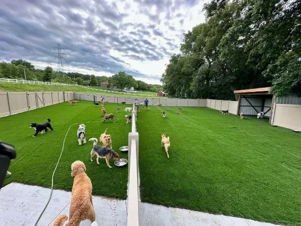 A yard full of dogs play surrounded by a fence at a dog boarding facility in Omaha, NE.