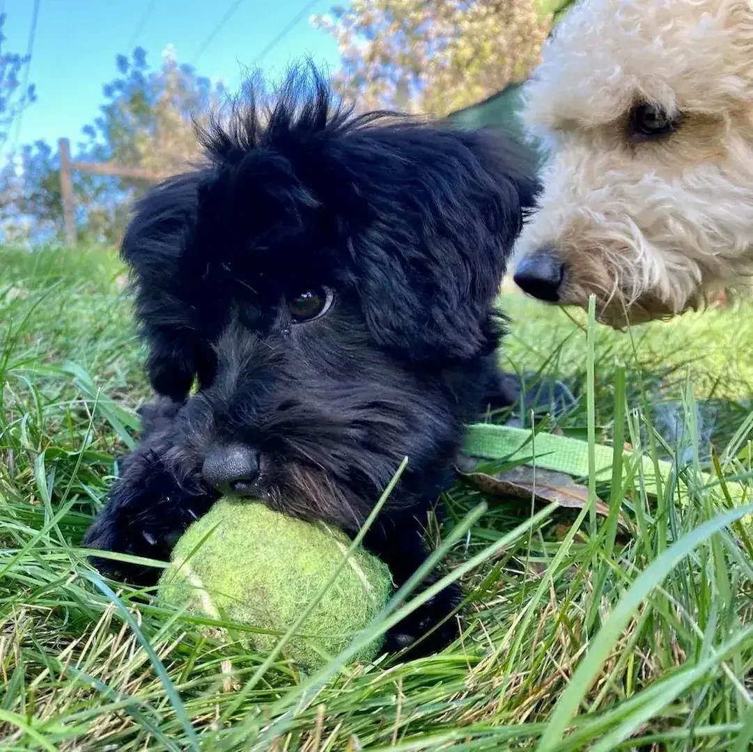 Two puppies playing on the grass at a dog boarding location in Omaha, one black and one light-colored, with the black puppy chewing a yellow tennis ball.