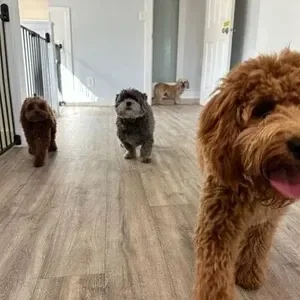 Four small dogs walking in a hallway, with one large dog in the foreground at a dog boarding facility in Omaha, NE. 
