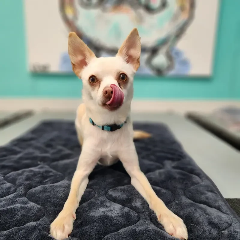 Small dog with light fur and large ears sitting on a dark gray padded mat, licking its nose, with a colorful, abstract background on the wall at Katie's Kennel in Omaha, NE.